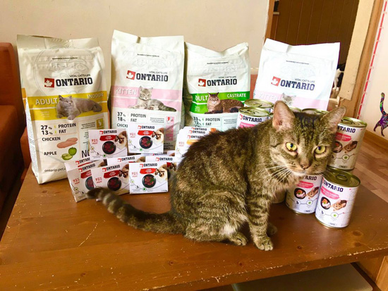 felisicat 31.7